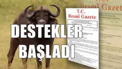 Bakanlık Düğmeye Bastı Anaç Manda Desteğinde Rakamlar 11 Bin 500 Lirayı Aştı - Gönül Yolu